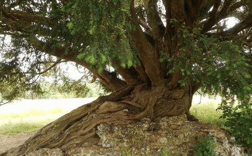 The Waverley Abbey Yew, winner of Tree of the Year 2022., From Uploaded