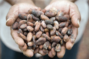 cocoa beans