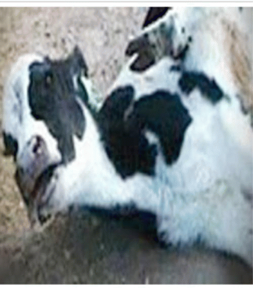 Helpless calves abused