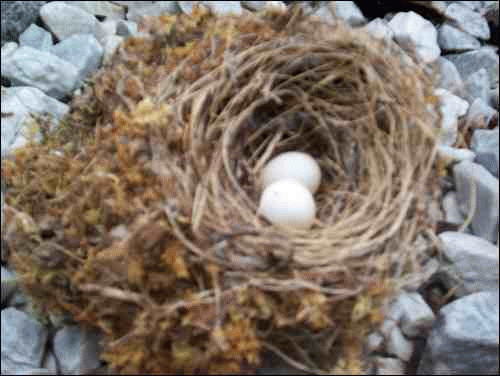 Bird's Nest