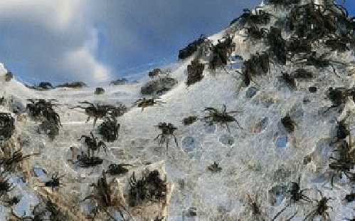 QuickLink Thousands Of Spiders Blanket Australian Farm After Escaping   2012 03 1 500 Images Populum Uploaded Screen Shot 2012 03 09 At 8 20120309 308 