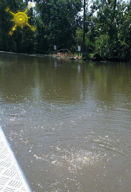 Bubble site in the bayou