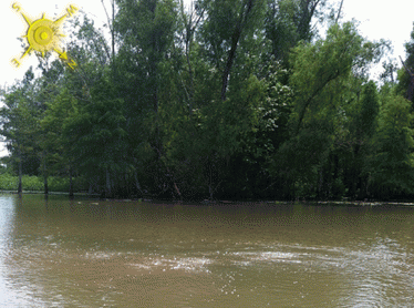 Bubbles in the bayou