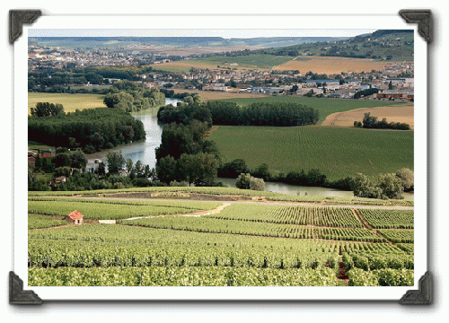 Vineyards in Champagne province