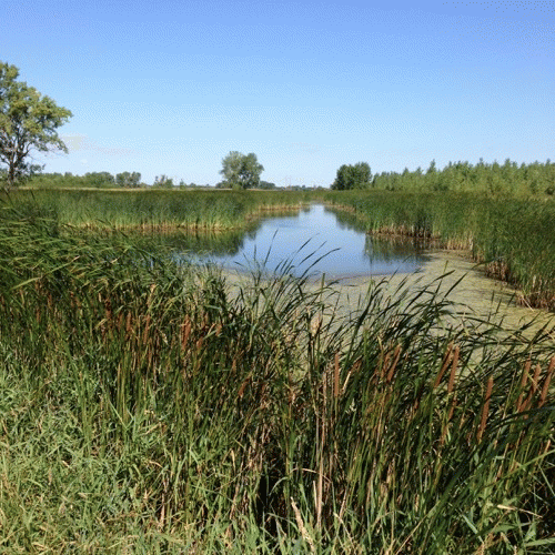 Wetland on Botsford Farm