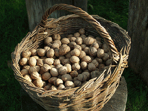 Nuts in a hand basket