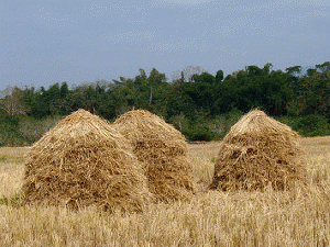 Haystacks, From FlickrPhotos