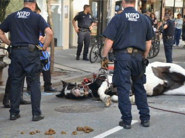 One of many accidents involving horse drawn carriages in NYC