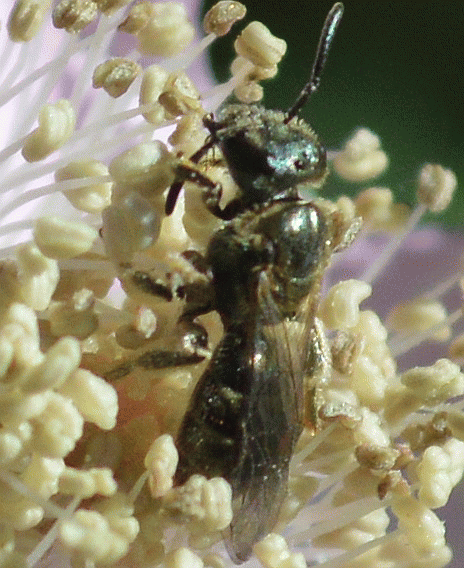 Sweat Bee