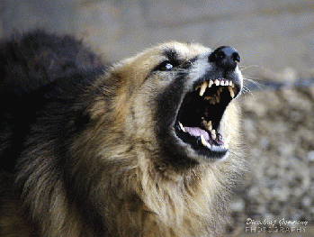 Snarling dog