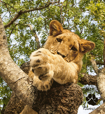 Lion Cub