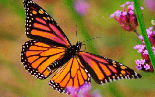 Mexico-bound monarch...but will its forest reserve still be there?