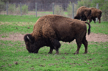 Buffalo Herd