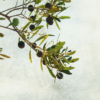 Olive branch, From FlickrPhotos