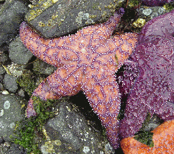 Starfish, Indian Island, Orcas Island, From FlickrPhotos