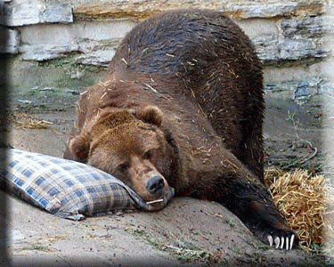 Sleeping Bear, From ImagesAttr