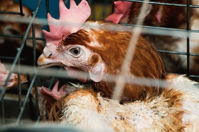 A hen is kept in a battery cage for the mass production of eggs.