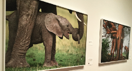 Infant African Bush Elephant, Lamai Wedge, Serengeti National Park, Tanzania. 2011 (L) and (R) Two Young Royals, Sambaru National Reserve, Kenya. 2007.