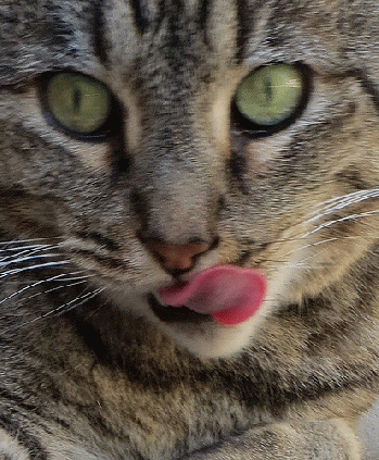 catch the cat's tongue : theo, macro, san francisco (2012)