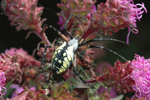 Garden spider (Argiope aurantia)