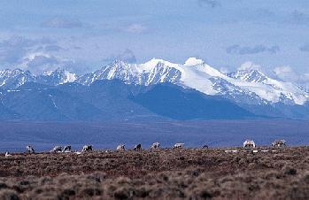 Caribou graze on the coastal plain of the Arctic National Wildlife Refuge, From FlickrPhotos