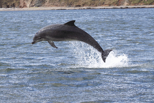 Moments of awareness are like a dolphin breaching