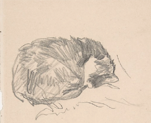 A Cat Curled Up, Sleeping