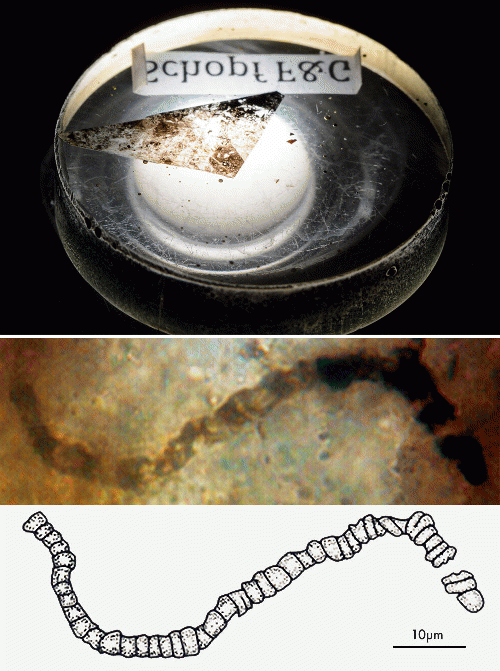 A sliver of a nearly 3.5-billion-year-old rock from the Apex Chert deposit in Western Australia (top). An example of one of the microfossils discovered in a sample of rock from the Apex Chert (bottom).