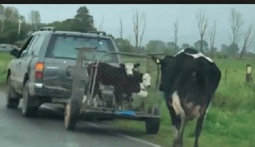 A Mother Runs After Her Child Being Taken to Slaughter