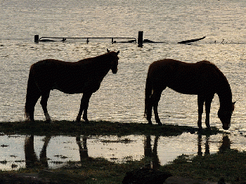FEMA - 34534 - Horses in a flooded Missouri pasture