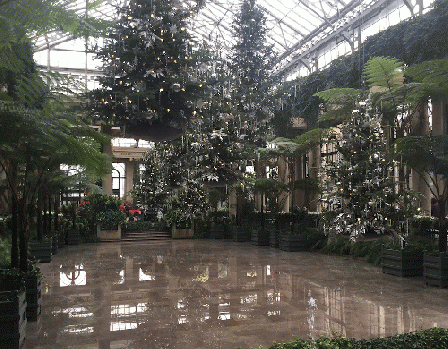 Suspended Christmas Trees  in the greenhouse