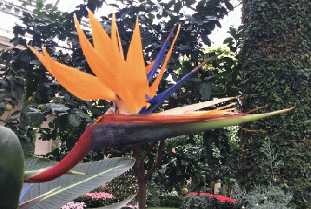 Bird of Paradise  in the greenhouse