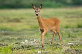 Chronic Wasting Disease is a national threat