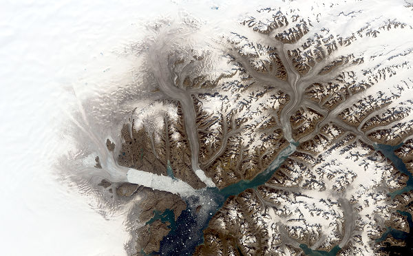 Glaciers in southeastern Greenland including, from left, Helheim, Fenris and Midgard are seen in a Landsat 8 image from Aug. 12, 2019. The glaciers appear brownish grey, which indicates that the surface has melted., From InText