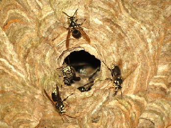 Bald-faced Hornets at Nest