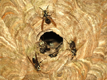 bald hornets faced nest name opednews existence