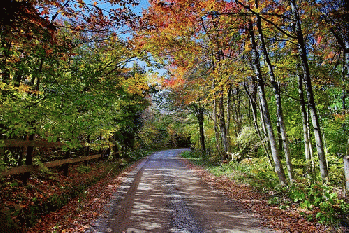 Autumn trees country road fence