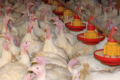 Thanksgiving turkeys endure extreme suffering