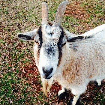Horned Goat