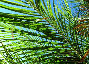 Palm Sunday