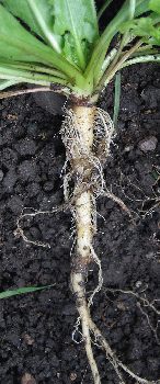 Tap roots of a wild Dandelion (Taraxacum officinale agg.), From CreativeCommonsPhoto