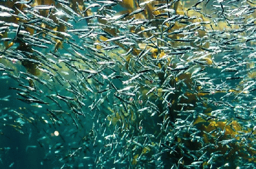 A swarm of silver sardines