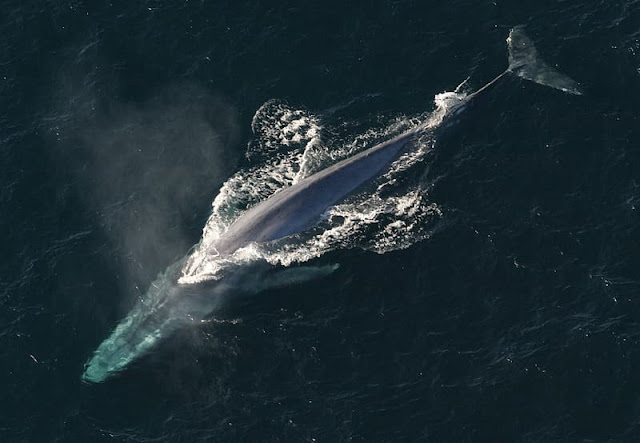 Blue Whale--Balaenoptera musculus, From Uploaded