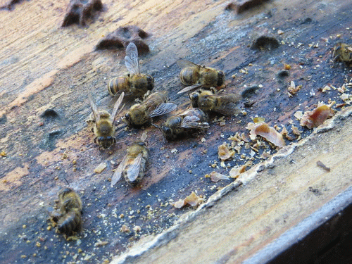 Dead hive