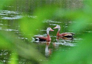 Whistling Ducks Clearview pond, From Uploaded