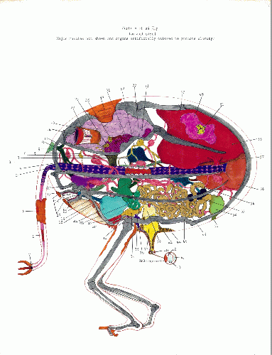 Anatomy of an Imp - numbered items explained on separate page.