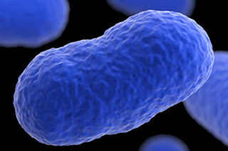 Figure 1: Listeria Bacterium.