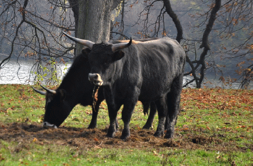 Heck Cattle today