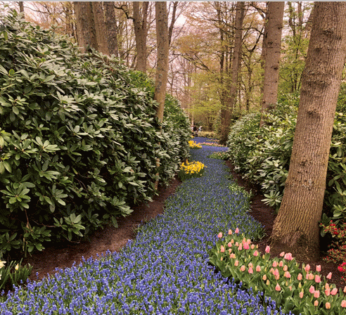 Figure 3: A river of flowers at Keukenhof Gardens.