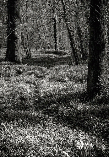 The Path, From FlickrPhotos